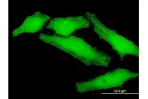 Immunofluorescence of purified MaxPab antibody to PLEKHO1 on HeLa cell. (PLEKHO1 antibody  (AA 1-409))