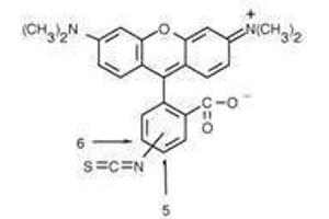 Rhodamine core structure. (Rhodamine antibody)