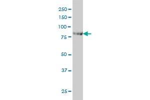 Centaurin beta 2 antibody  (AA 473-581)