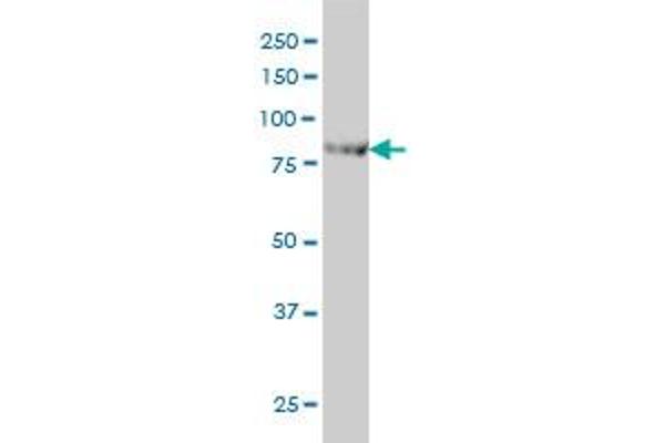 Centaurin beta 2 antibody  (AA 473-581)