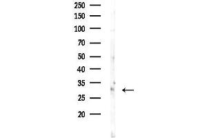 anti-Homeobox B8 (HOXB8) (Internal Region) antibody