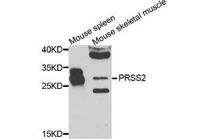 Western blot analysis of extracts of mouse tissues, using PRSS2 antibody. (PRSS2 antibody)