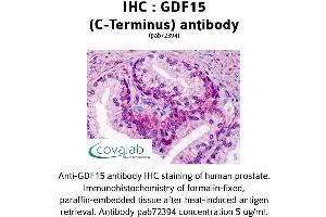 Image no. 2 for anti-Growth Differentiation Factor 15 (GDF15) (C-Term) antibody (ABIN1734659) (GDF15 antibody  (C-Term))