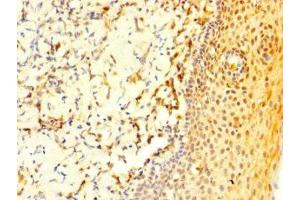 Immunohistochemistry of paraffin-embedded human tonsil tissue using ABIN7148239 at dilution of 1:100
