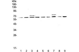 Western blot testing of rat 1) testis, 2) thymus, 3) brain, 4) lung and mouse 5) testis, 6) thymus, 7) brain, 8) lung and 9) HEPA1-6 lysate with CDC45 antibody at 0.