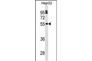 Western blot analysis in HepG2 cell line lysates (35ug/lane). (SEPSECS antibody  (C-Term))