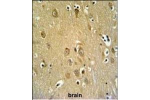 SYTL2 Antibody (Center) (ABIN650996 and ABIN2840030) IHC analysis in formalin fixed and paraffin embedded brain tissue followed by peroxidase conjugation of the secondary antibody and DAB staining.