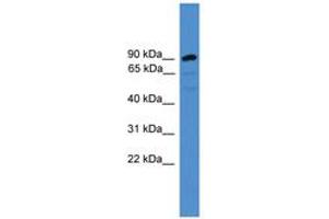 Image no. 1 for anti-Armadillo Repeat Containing 8 (ARMC8) (AA 21-70) antibody (ABIN6745457) (ARMC8 antibody  (AA 21-70))