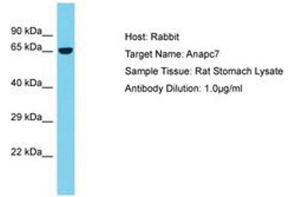 ANAPC7 antibody  (AA 387-436)