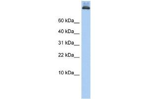 COPA antibody used at 1 ug/ml to detect target protein.