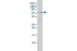 NR1D2 antibody  (AA 1-579)