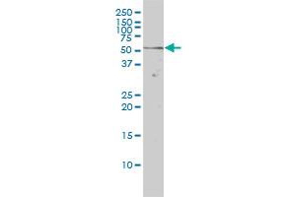 NR1D2 antibody  (AA 1-579)