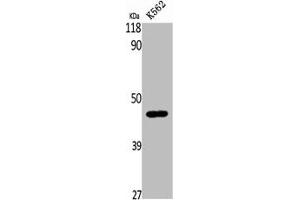 Western Blot analysis of K562 cells using β-1,4-Gal-T5 Polyclonal Antibody (B4GALT5 antibody  (C-Term))