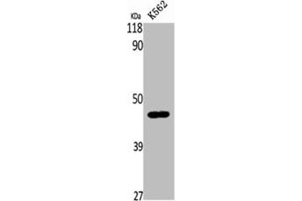 B4GALT5 antibody  (C-Term)