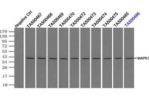 Image no. 5 for anti-Mitogen-Activated Protein Kinase 1 (MAPK1) antibody (ABIN1499290) (ERK2 antibody)