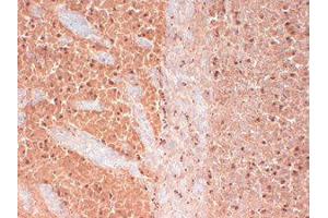 CAV 3. (CACNA1H antibody  (Internal Region))