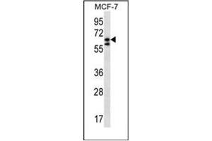 Western blot analysis of POGK Antibody (N-term) in MCF-7 cell line lysates (35ug/lane). (POGK antibody  (N-Term))