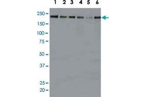 Identification of KDM5A in crude cell extracts by western blotting with KDM5A monoclonal antibody, clone 9A6 .