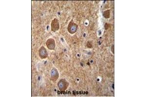 K6 Antibody (Center) (ABIN656098 and ABIN2845441) immunohistochemistry analysis in formalin fixed and raffin embedded human brain tissue followed by peroxidase conjugation of the secondary antibody and DAB staining. (PAK6 antibody  (AA 268-297))