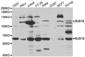 Western blot analysis of extracts of various cell lines, using BUB1B antibody.