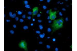 Anti-ASNS mouse monoclonal antibody (ABIN2454971) immunofluorescent staining of COS7 cells transiently transfected by pCMV6-ENTRY ASNS (RC215380). (Asparagine Synthetase antibody)