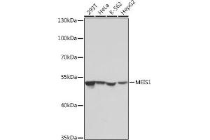 Western blot analysis of extracts of various cell lines, using MEIS1 antibody (ABIN7268449) at 1:1000 dilution. (MEIS1 antibody)