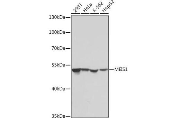 MEIS1 antibody