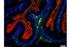 HRH2 antibody  (AA 161-259)