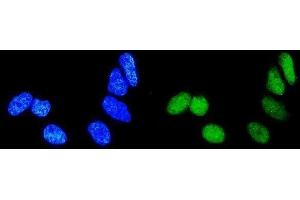 IF analysis of Rab9/RAB9A using anti-Rab9/RAB9A antibody (ABIN3044539). (RAB9A antibody  (C-Term))