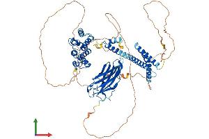 AlphaFold protein structure predicition of Mouse Recombinant Gga3 Protein, UniprotID Q8BMI3