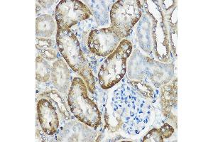 Immunohistochemistry of paraffin-embedded mouse kidney using CNPY2 Rabbit pAb  at dilution of 1:100 (40x lens). (CNPY2/MSAP antibody  (AA 1-182))
