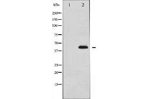 Western Blotting (WB) image for anti-Mitogen-Activated Protein Kinase 14 (MAPK14) (pTyr322) antibody (ABIN1845575) (MAPK14 antibody  (pTyr322))
