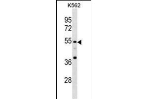 EIF3E Antibody (Center) (ABIN1881290 and ABIN2838389) western blot analysis in K562 cell line lysates (35 μg/lane).
