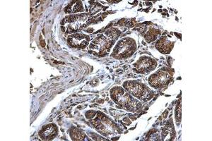 IHC-P Image PDI antibody [N1N3] detects PDI protein at cytosol and membrane on mouse colon by immunohistochemical analysis. (P4HB antibody)