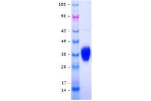 Validation with Western Blot (LOX Protein (DYKDDDDK-His Tag))
