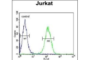 UTP6 Antibody (N-term) (ABIN651489 and ABIN2840264) flow cytometric analysis of Jurkat cells (right histogram) compared to a negative control cell (left histogram).