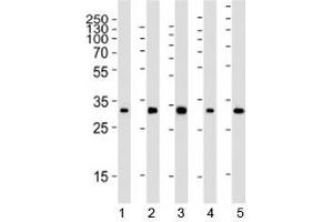 RPS6 antibody