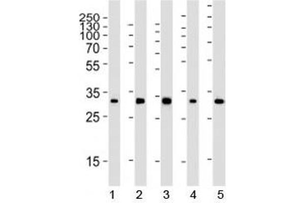 RPS6 antibody