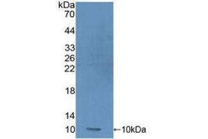 Western blot analysis of recombinant Human PRM1. (PRM1 antibody  (AA 2-51))