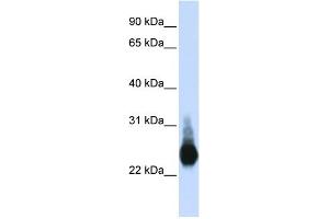 WB Suggested Anti-CLDN5 Antibody Titration:  0.