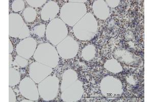 Immunoperoxidase of monoclonal antibody to MPG on formalin-fixed paraffin-embedded human lymph node. (MPG antibody  (AA 1-90))