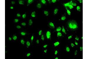 Immunofluorescence of monoclonal antibody to MEOX2 on HeLa cell. (MEOX2 antibody  (AA 1-303))