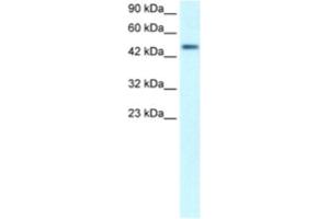 Western Blotting (WB) image for anti-CREB3 Regulatory Factor (CREBRF) antibody (ABIN2460400) (CREBRF antibody)