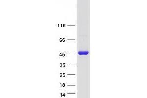 Validation with Western Blot