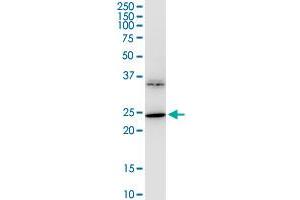 BDNF monoclonal antibody (M02), clone 1B10. (BDNF antibody  (AA 1-247))