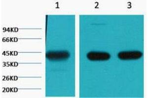 Western Blotting (WB) image for anti-Actin, alpha 1, Skeletal Muscle (ACTA1) antibody (ABIN3181219) (Actin antibody)