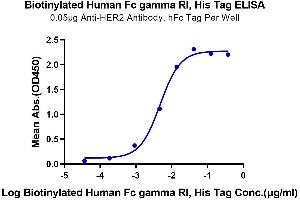 Immobilized Anti-HER2 Antibody, hFc Tag at 0.
