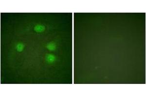 Immunofluorescence (IF) image for anti-Potassium Inwardly-Rectifying Channel, Subfamily J, Member 3 (KCNJ3) (AA 151-200) antibody (ABIN2888872) (KCNJ3 antibody  (AA 151-200))