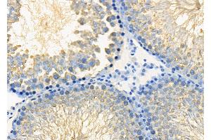 ABIN6265420 and ABIN6278637 at 1/100 staining Rat testis tissue by IHC-P. (TAAR3 antibody  (Internal Region))