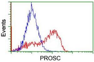 Image no. 2 for anti-Proline Synthetase Co-Transcribed (PROSC) antibody (ABIN1500439) (PROSC antibody)